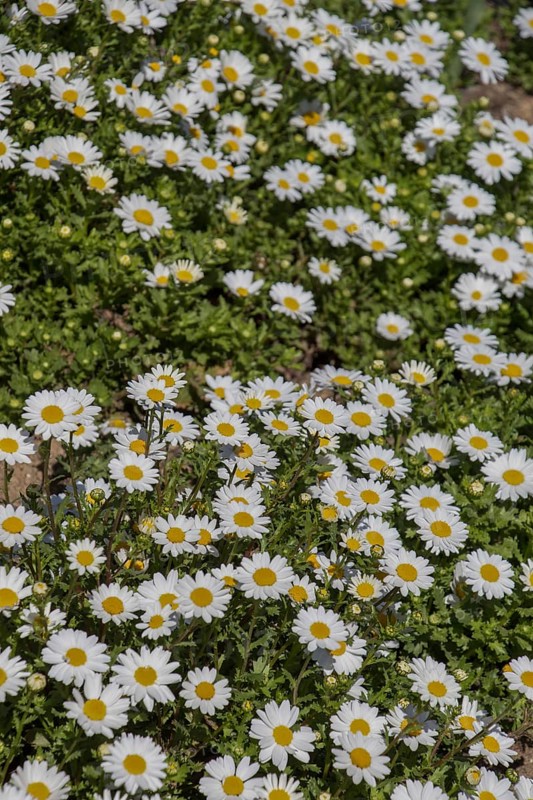 Beautiful daisy flowers as a background