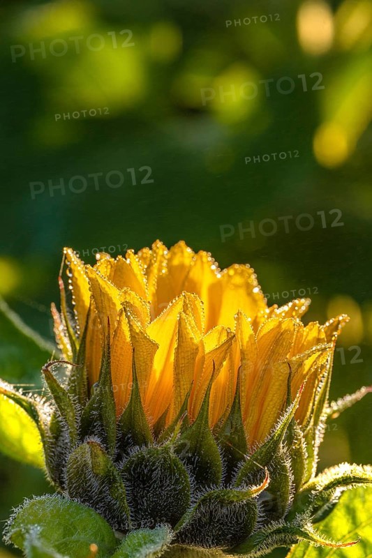 Sunflowers at sunrise, Gechingen, Germany, Europe
