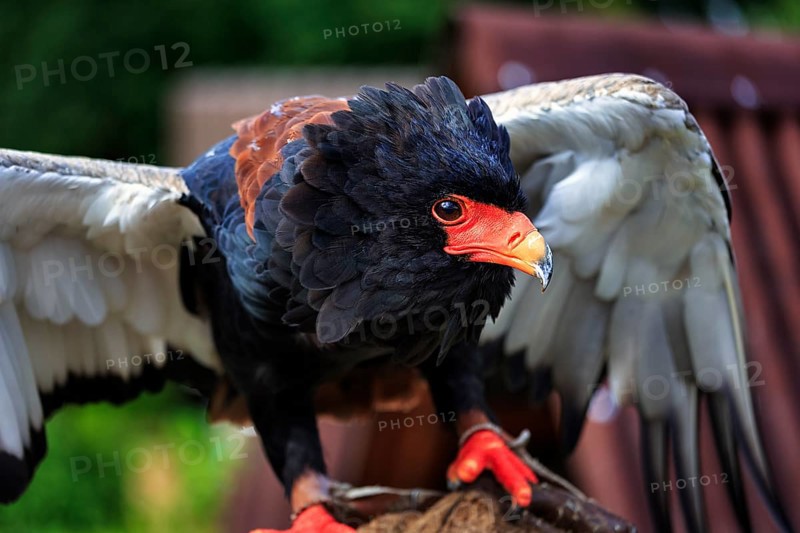 Bateleur