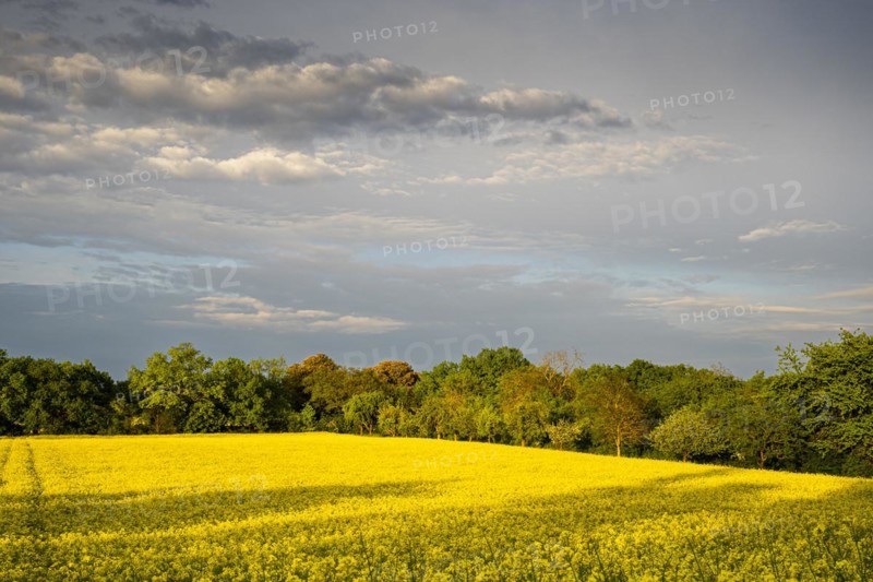 Landscape in spring, a yellow flowering rape field at golden hour in the evening after a rain shower, Baden-Wuerttemberg, Germany, Europe