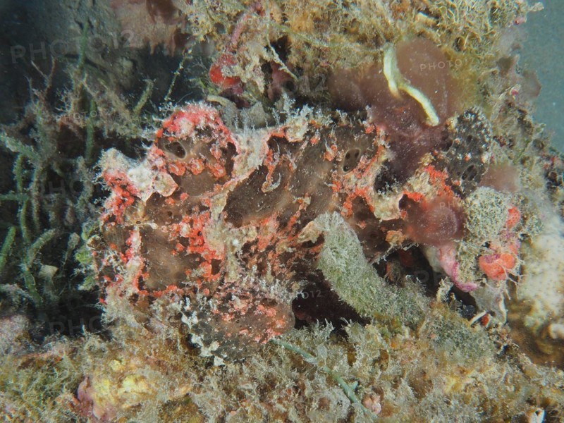 Well camouflaged Giant Frogfish