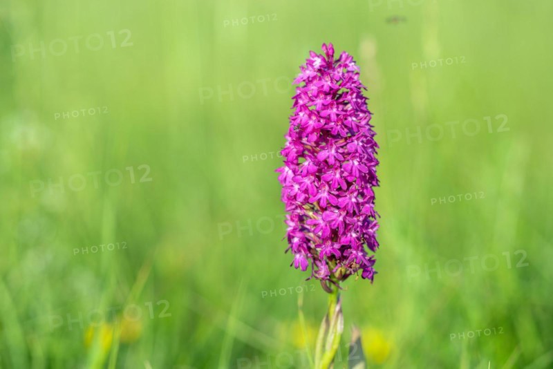 Pyramidal orchid in a meadow in spring. Alsace, France, Europe