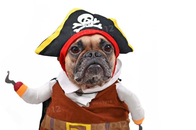 French Bulldog dog dressed up with funny pirate costume with hat and fake hook arm
