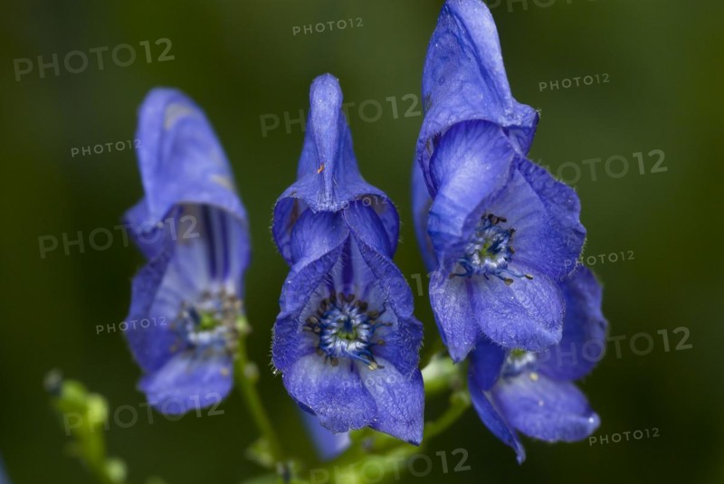 Monkshood