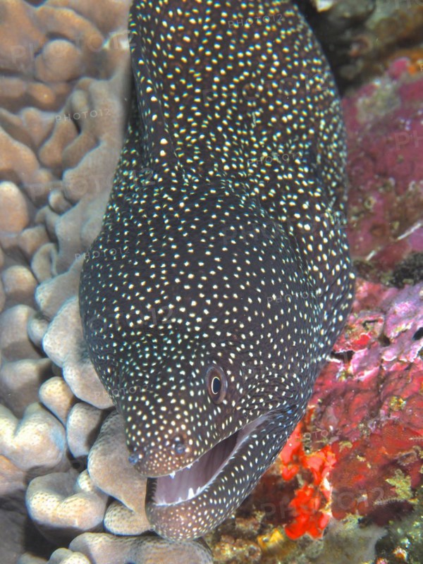Turkey moray