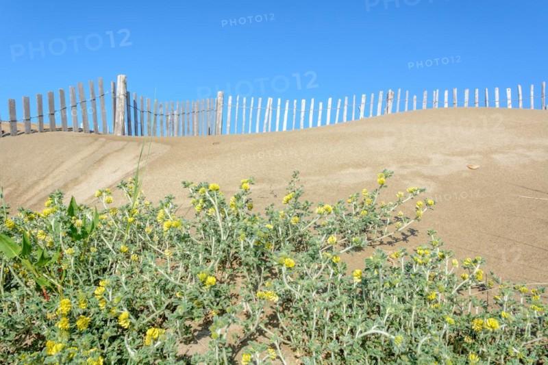 Protection of the sand dunes in the Camargue, Espiguette beach. Le Grau du Roi, Provence-Alpes-Cote dAzur, France, Europe
