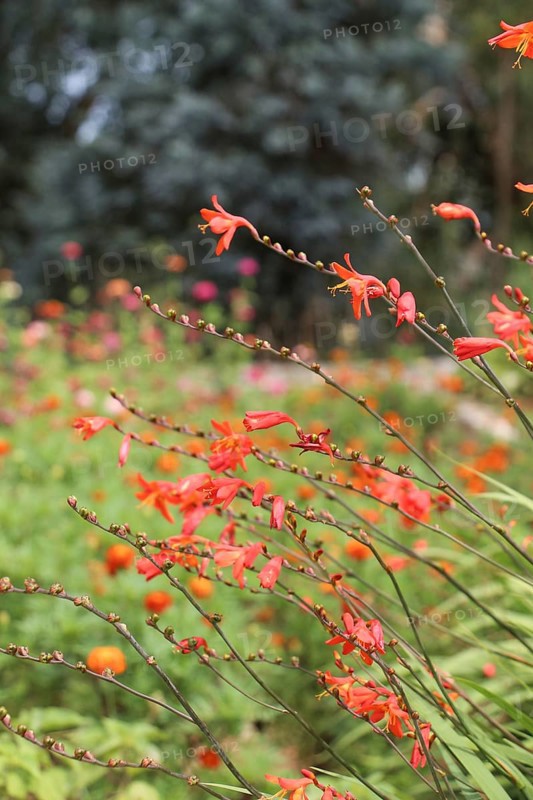 Beautiful Crocosmia flowers in nature background