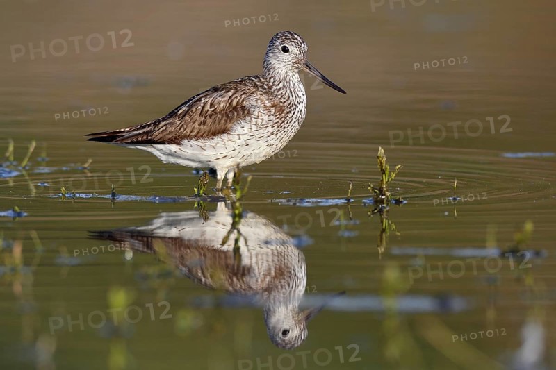 Common greenshank