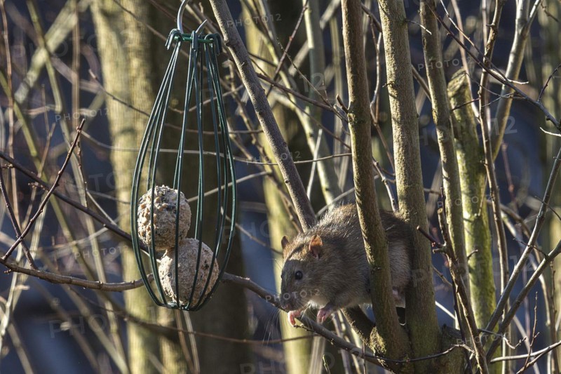 Mouse gnawing on tit dumpling in tree, Bavaria, Germany, Europe