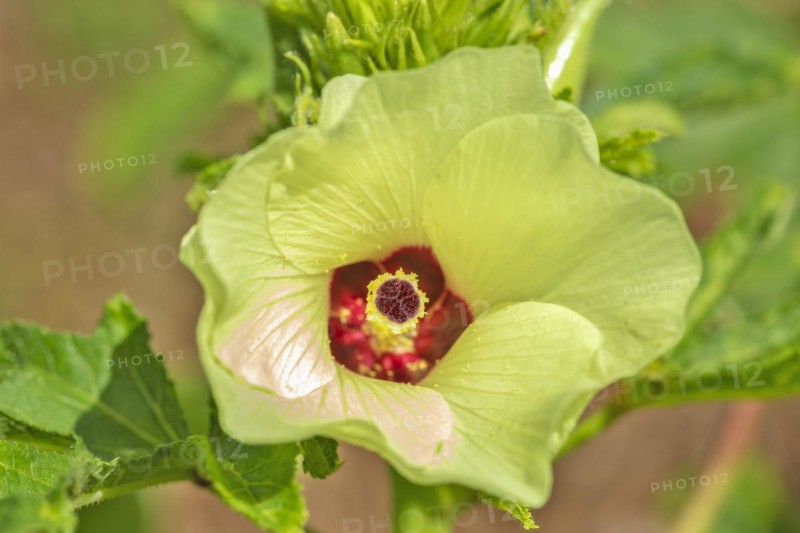Okra