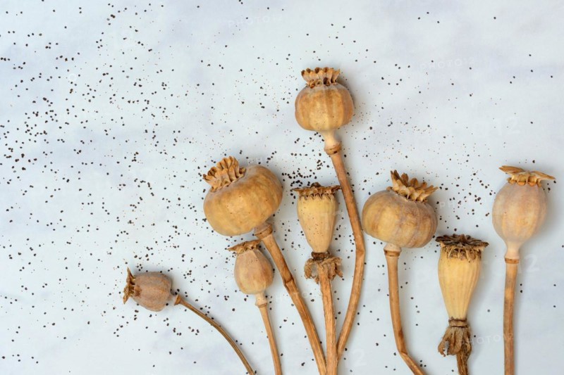 Various poppy