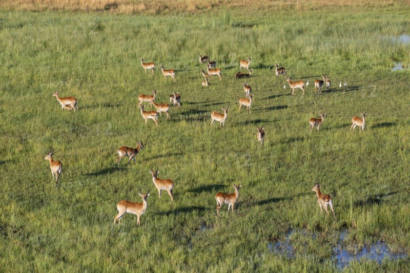 Lechwe