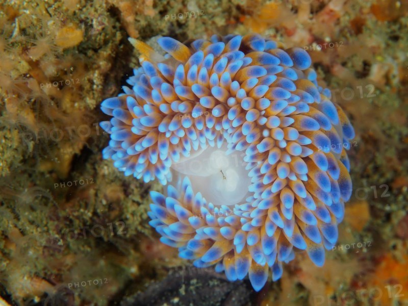 Silvertip nudibranch