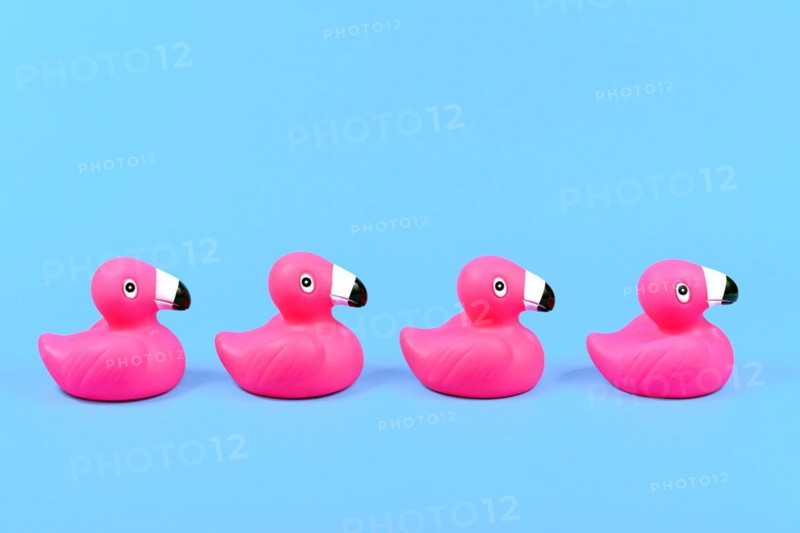 Four pink rubber duck flamingos in a row on blue background with copy space