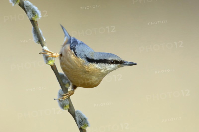 Eurasian nuthatch