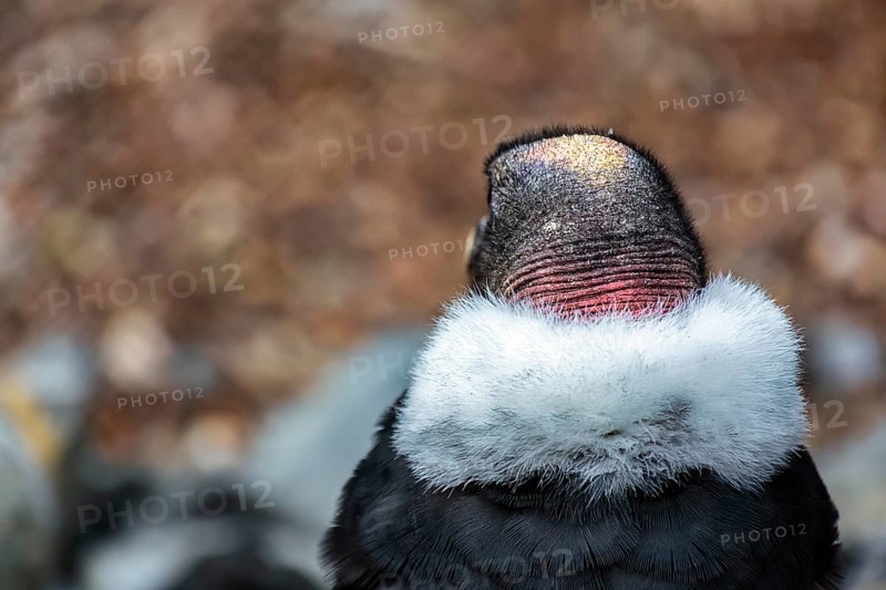 Andean condor