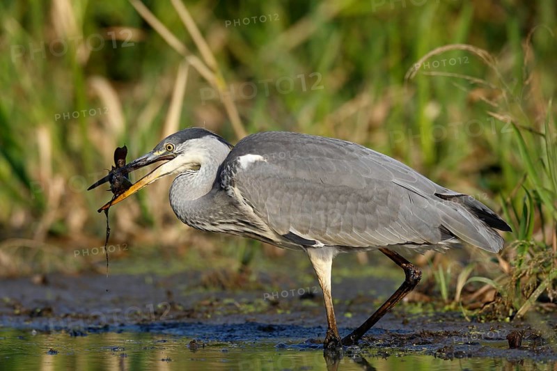 Grey heron
