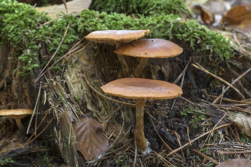 Tree fungi on a tree stump in a mixed forest, Bavaria, Germany, Europe