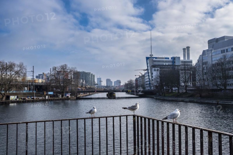 Seagulls on Rolandufer, Berlin, Germany, Europe