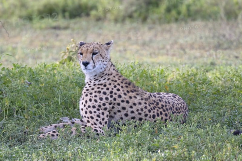 Cheetah