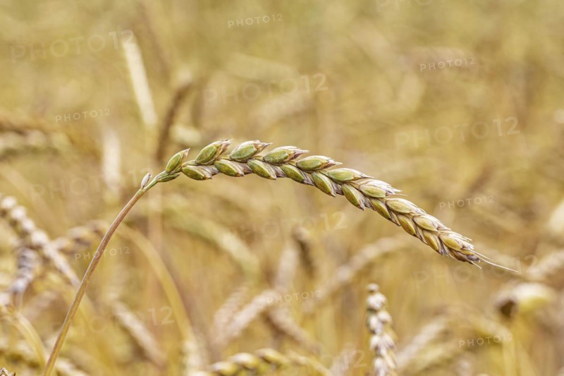 Swabian Alb spelt