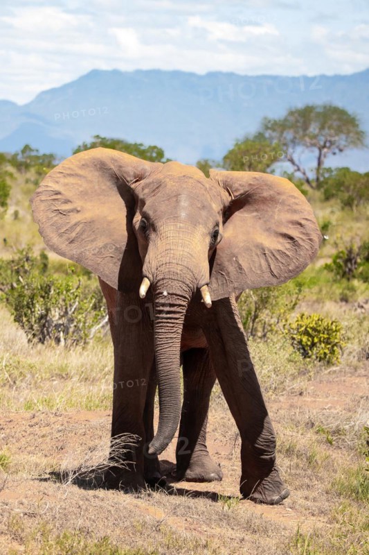 Elephant in the savannah, barren landscape in Tsavo National Park, Kenya, East Africa, Africa