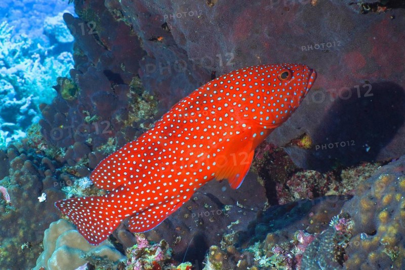 Jewel grouper