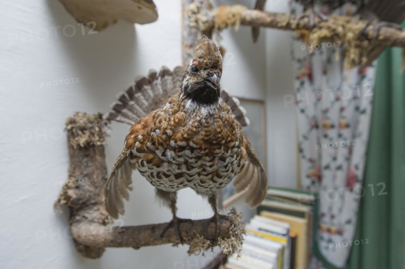 Hunting trophies in a hunting lodge, Styria, Austria, Europe