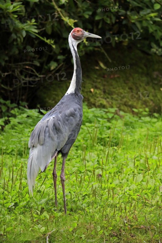 White-naped crane