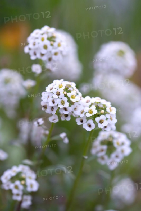 Alyssum
