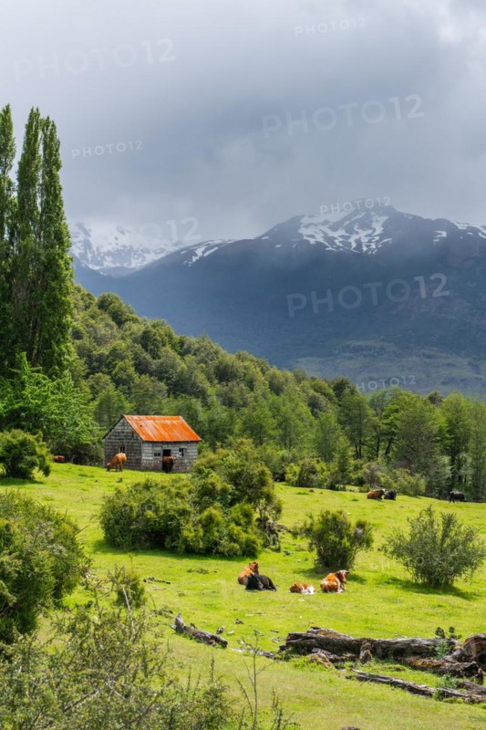 Cows grazing in front of a wooden house covered with shingles, Cerro Castillo National Park, Aysen, Patagonia, Chile, South America