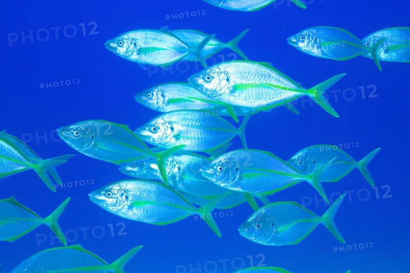 Shoal, group of yellowfin mackerel