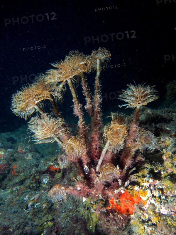 Mediterranean fanworm