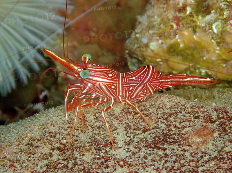 Camel shrimp