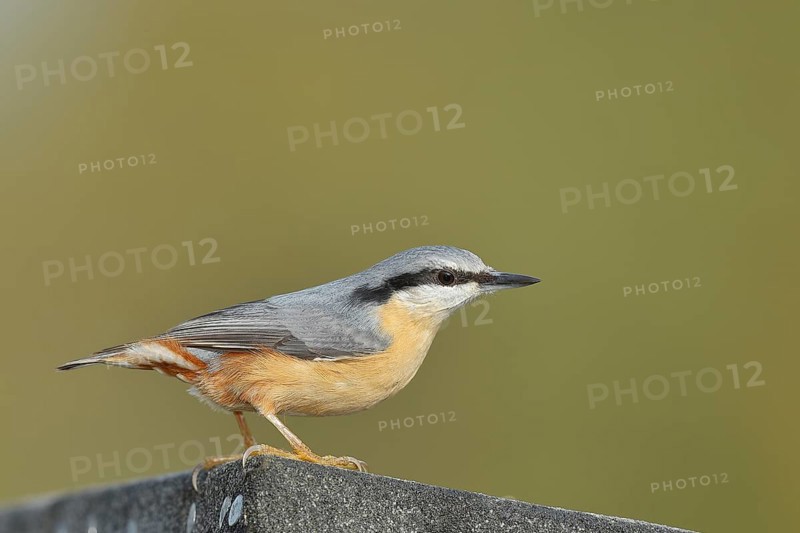 Eurasian nuthatch