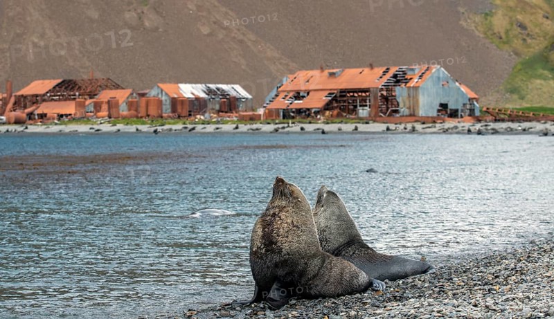 Sea Bears off South Georgia Whaling Station Stromness Bay
