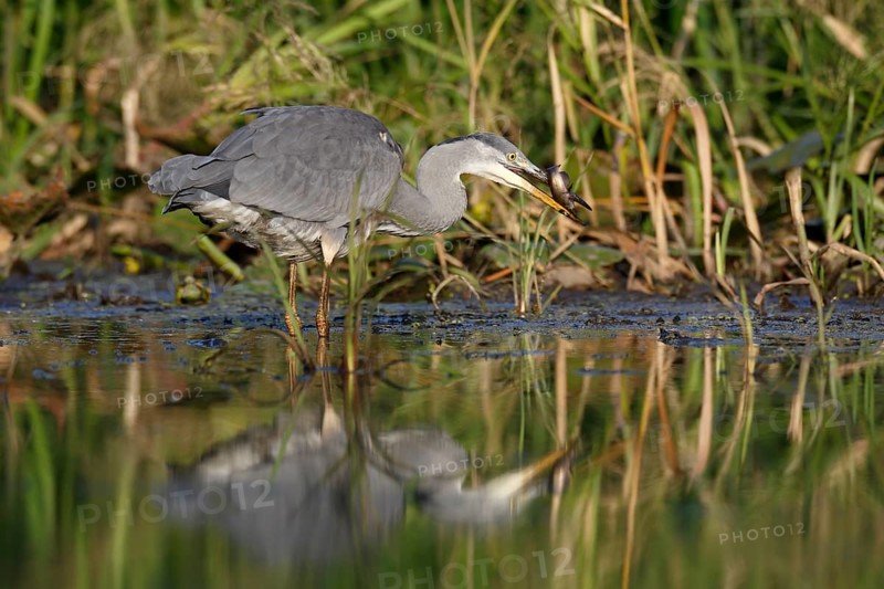 Grey heron