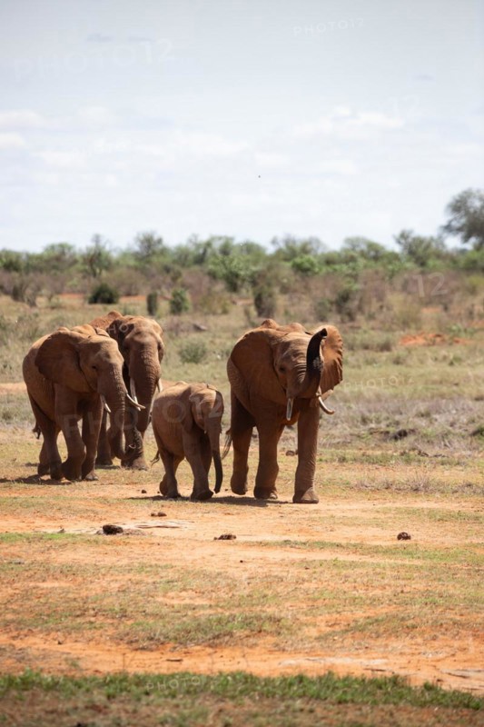 Herd of elephants in the savannah of East Africa, red elephants in the gene of Tsavo West National Park, Kenya, Africa