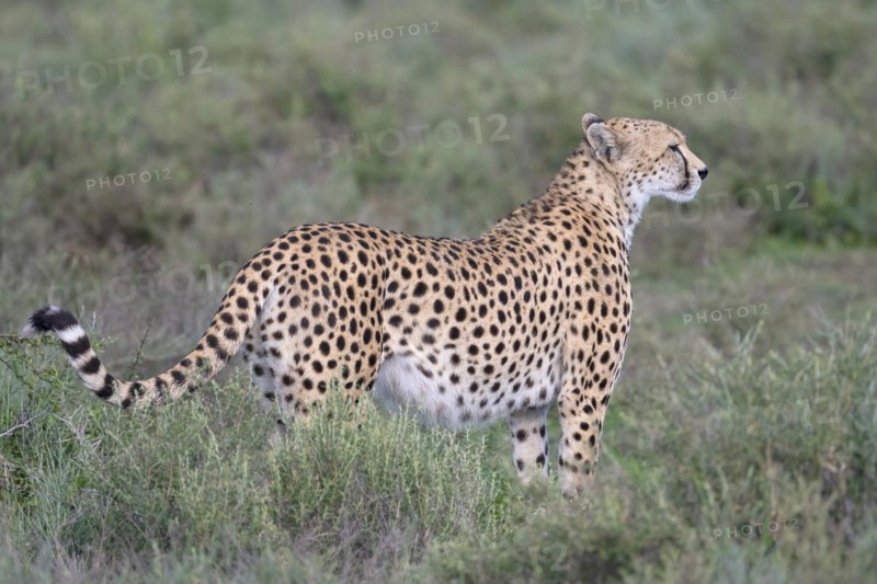 Cheetah