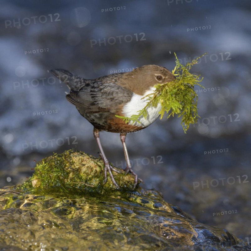 White-throated Dipper
