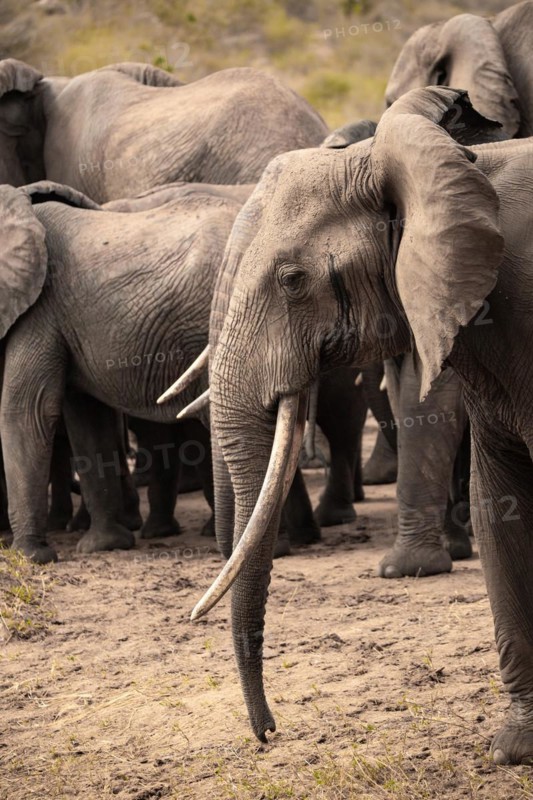 Herd of elephants, red elephants Elephants. In focus a bull in Tsavo National Park, Kenya, East Africa, Africa