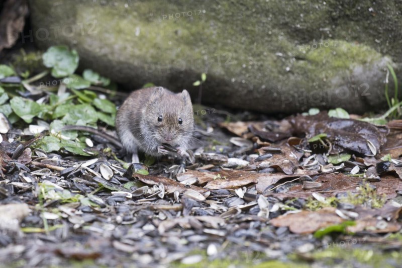 Bank vole
