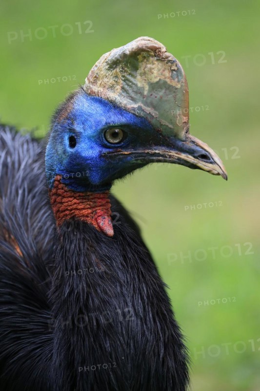 Northern cassowary