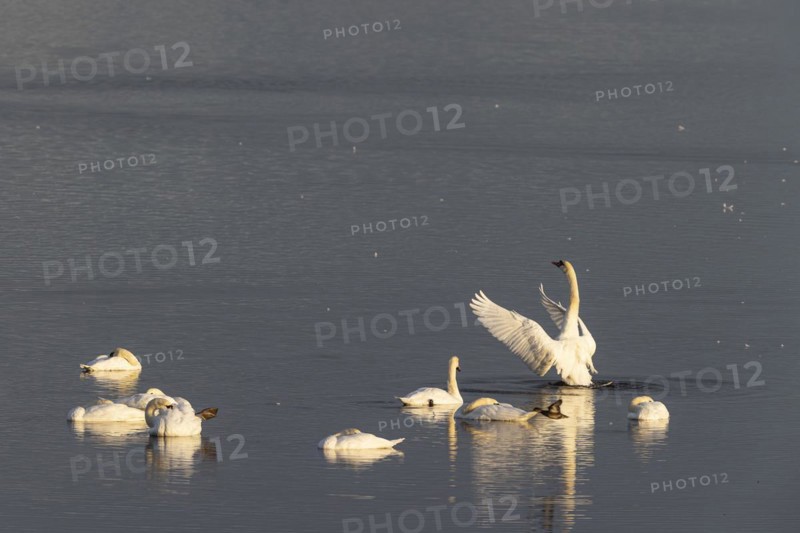 Mute Swan