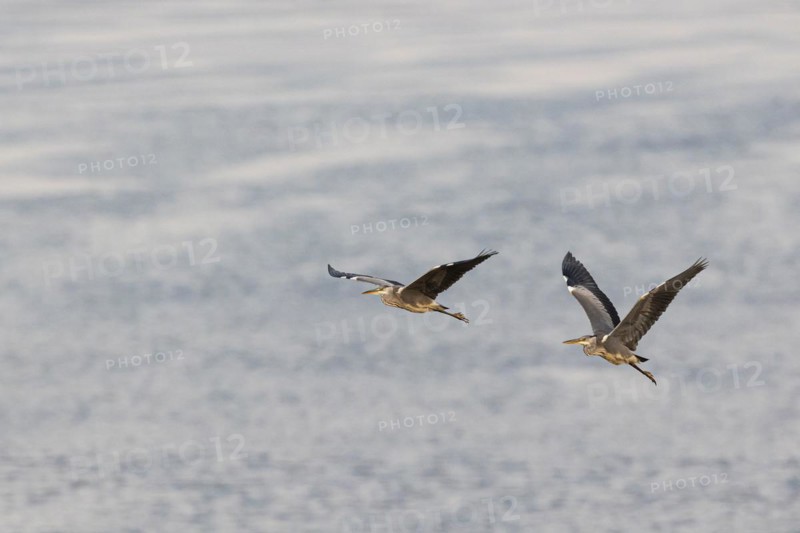 Grey heron