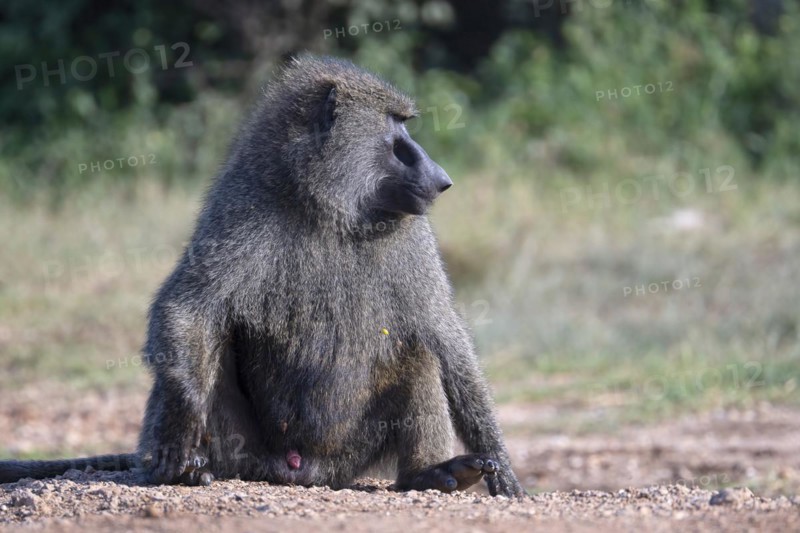 Olive baboon