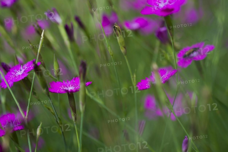 Maiden pinks