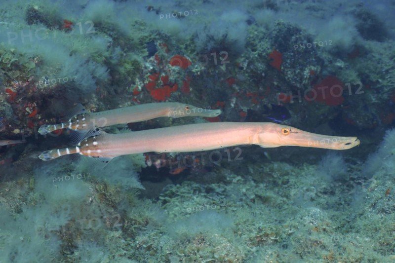 Atlantic cornetfish