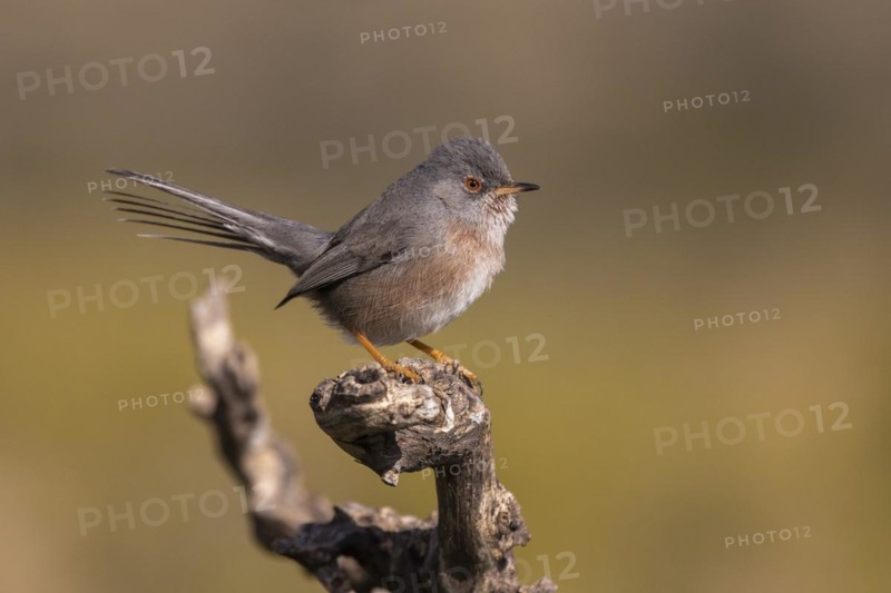 Dartford warbler