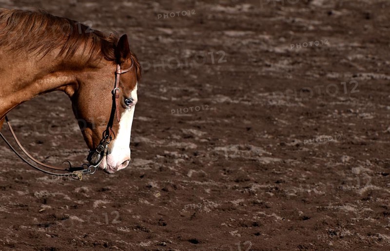 Close-up of the head and neck with headstall and reins of a western horse of the breed American Quarter Horse during training in the riding arena in late winter, chestnut coloured horse with large mark on the head and one blue eye, Rhineland-Palatinate, Germany, Europe